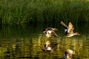 Female Barrows Goldeneyes in flight in Grand Teton National Park, Wyoming, USA Female Barrows Goldeneyes in flight in Grand Teton National Park, Wyoming, USA