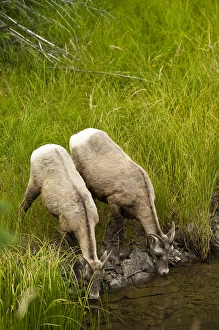 Female big horn sheep in Jasper National Park, Alberta, Canada Female big horn sheep in Jasper National Park, Alberta, Canada