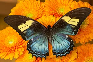 Female butterfly (papilio androgeos) from Peru on orange gerber daisies Female butterfly (papilio androgeos) from Peru on orange gerber daisies