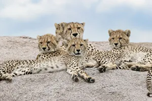 Female cheetah with five large cubs on kopje, Serengeti National Park, Tanzania, Africa Female cheetah with five large cubs on kopje, Serengeti National Park, Tanzania, Africa