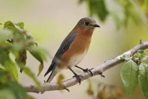 Images Dated 11th May 2004: Female Eastern Bluebird, Sialia sialis