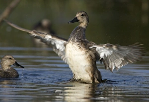 Female Gadwall bathing, Anas strepera, Welder flats, Texas Female Gadwall bathing, Anas strepera, Welder flats, Texas