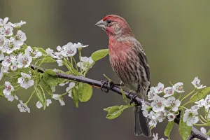 Female house finch in breeding plumage, Michigan Female house finch in breeding plumage, Michigan