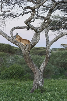 Female lion lies in joint of a gnarled acacia tree in jungle, in the evening, profile view Female lion lies in joint of a gnarled acacia tree in jungle, in the evening, profile view