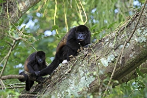 A female Mantled Howler Monkey (Alouatta palliata) in a tree with her young, Lomas A female Mantled Howler Monkey (Alouatta palliata) in a tree with her young, Lomas