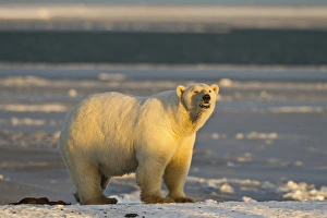 A female polar bear stands on a snow covered beach at sunset, on the coast of ANWR A female polar bear stands on a snow covered beach at sunset, on the coast of ANWR