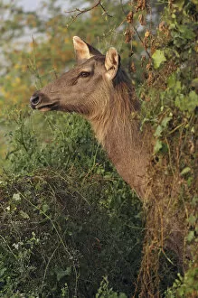 Images Dated 16th November 2008: Female Sambar Deer, Keoladeo National Park, India