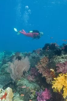 Images Dated 20th March 2004: Female scuba diver near vibrant and colorful sloft corals (Dendronepthya sp.) Raja