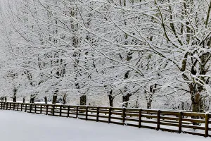 Fence line and fresh snow with trees covered in snow Fence line and fresh snow with trees covered in snow