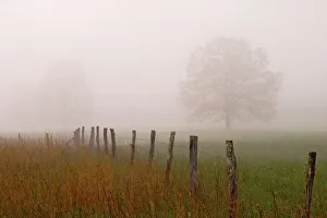 Fence and trees in foggy meadow Cades Cove Great Smoky Mountains N.P. TN Fence and trees in foggy meadow Cades Cove Great Smoky Mountains N.P. TN