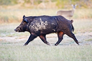 Feral Hog (Sus scrofa) male (boar) running wild in Willacy County, s. Texas, USA Feral Hog (Sus scrofa) male (boar) running wild in Willacy County, s. Texas, USA