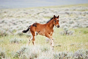 Feral Horse (Equus caballus) colt running in the high, sagebrush country east of Cody Feral Horse (Equus caballus) colt running in the high, sagebrush country east of Cody