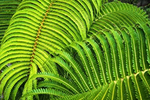 Images Dated 23rd October 2013: Ferns along the Devastation Trail, Hawaii Volcanoes National Park, Hawaii, USA