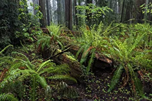 Ferns and fallen redwood trees, Stout Memorial Grove, Jedediah Smith Redwoods National Ferns and fallen redwood trees, Stout Memorial Grove, Jedediah Smith Redwoods National