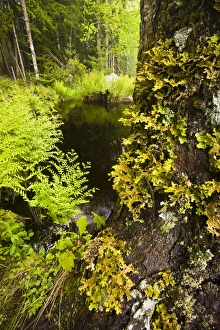 Ferns and a lichen-covered (Lobaria Pulmonaria) maple tree next to Moores Brook in Ellsworth, Maine Ferns and a lichen-covered (Lobaria Pulmonaria) maple tree next to Moores Brook in Ellsworth, Maine