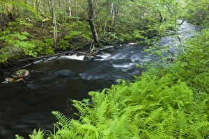 Ferns line Greenough Brook in Errol, New Hampshire Ferns line Greenough Brook in Errol, New Hampshire