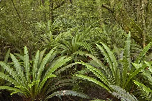 Ferns, Seaward Bush Reserve, Invercargill, Southland, South Island, New Zealand Ferns, Seaward Bush Reserve, Invercargill, Southland, South Island, New Zealand