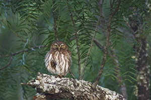 Ferruginous Pygmy-Owl, Glaucidium brasilianum, adult perched, Willacy County Ferruginous Pygmy-Owl, Glaucidium brasilianum, adult perched, Willacy County