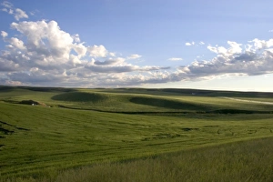 A field of barley grain in the Fremont/Teton county area of eastern Idaho A field of barley grain in the Fremont/Teton county area of eastern Idaho