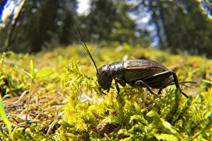 Related Images Gallery: Field cricket, Gryllus campestris, is a large, shiny black cricket with a distinctively large head
