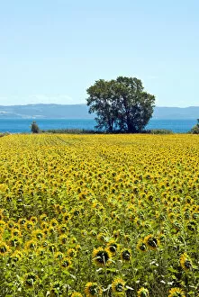 Field of sunflowers, Lake of Bolsena, Bolsena, Viterbo Province, Latium, Italy