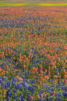 Field of Texas Blue Bonnets and Indian Paint Brush springtime Texas Hill Country Field of Texas Blue Bonnets and Indian Paint Brush springtime Texas Hill Country