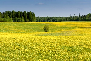 Fields at Varska, Estonia, Baltic States, Europe Fields at Varska, Estonia, Baltic States, Europe