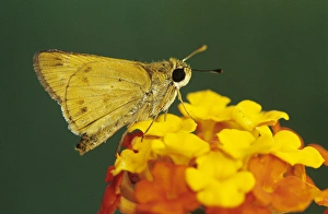 Fiery Skipper, Hylephila phyleus, adult on Texas Lantana (Lantana urticoides), Willacy County Fiery Skipper, Hylephila phyleus, adult on Texas Lantana (Lantana urticoides), Willacy County