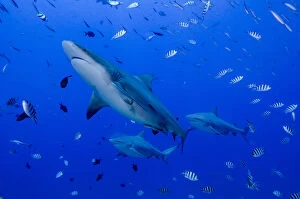 Fiji. Close-up of bull sharks. Credit as: Jones & Shimlock / Jaynes Gallery / DanitaDelimont