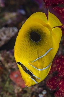 Fiji. Close-up of eclipse butterflyfish. Credit as: Jones & Shimlock / Jaynes Gallery Fiji. Close-up of eclipse butterflyfish. Credit as: Jones & Shimlock / Jaynes Gallery