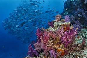 Fiji. Reefscape with coral and black snapper fish Fiji. Reefscape with coral and black snapper fish
