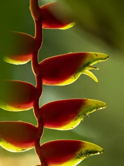 Fiji, Vanua Levu. Close-up of Heliconia plant