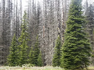 Fir trees along with burned trees from the Table Mountain fire in 2009 Fir trees along with burned trees from the Table Mountain fire in 2009