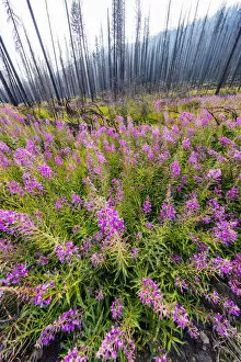 Images Dated 18th August 2018: Fireweed filling in after wildfire near Missoula, Montana, USA