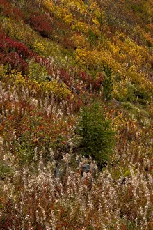 Fireweed and underbrush in autumn hues in the Jewel Basin Hiking Area of the Flathead National Forest, Montana, USA Fireweed and underbrush in autumn hues in the Jewel Basin Hiking Area of the Flathead National Forest, Montana, USA