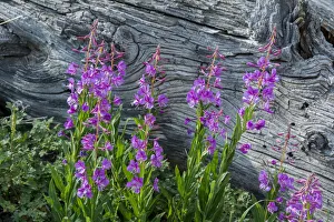 Fireweed wildflowers in Absaroka Mountains near Cody and Meeteetse, Wyoming, USA Fireweed wildflowers in Absaroka Mountains near Cody and Meeteetse, Wyoming, USA