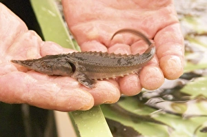 A fish farm nursery for breeding sturgeon with a small young fish fry spawn in the A fish farm nursery for breeding sturgeon with a small young fish fry spawn in the