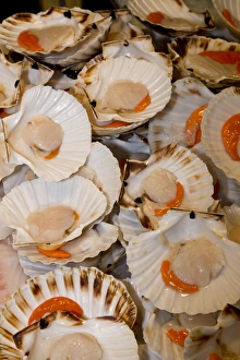 Fish Market scallops on display for sale, Venice Italy Fish Market scallops on display for sale, Venice Italy
