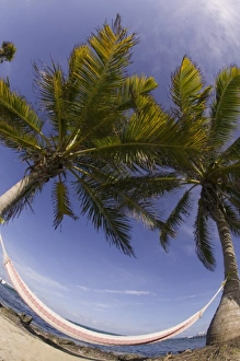 Fisheye lens view of hammock, Turneffe Caye, Belize Fisheye lens view of hammock, Turneffe Caye, Belize