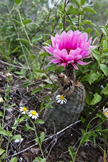 Fitchs Hedhog Cacuts (Echinocereus fitchii) blooming on bluff above the Rio Grande Fitchs Hedhog Cacuts (Echinocereus fitchii) blooming on bluff above the Rio Grande