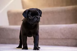 Domestic Animal Gallery: Fitzgerald, a 10 week old black Pug puppy standing on a carpeted stairwell. (PR)