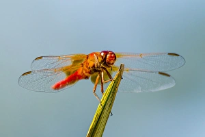Flame Skimmer Dragonfly Drying its Wings on a Daytime Perch Flame Skimmer Dragonfly Drying its Wings on a Daytime Perch