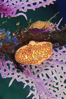 Flamingo Tongue Snail (Cyphoma gibbosum), Northern Bahamas, Caribbean Flamingo Tongue Snail (Cyphoma gibbosum), Northern Bahamas, Caribbean