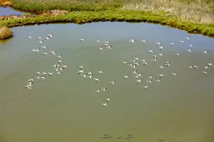 Flamingos flying in wetland on the Aegean coast, Turkey Flamingos flying in wetland on the Aegean coast, Turkey
