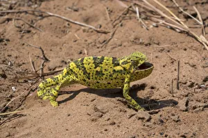 Flap-necked chameleon (Chamaeleo dilepis dilepis) walking through vegetation and sand in Botswana Flap-necked chameleon (Chamaeleo dilepis dilepis) walking through vegetation and sand in Botswana