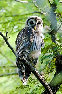 A fledgling barred owl is perched in a bald cypress tree within the Big Cypress National A fledgling barred owl is perched in a bald cypress tree within the Big Cypress National
