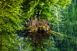 Floating Rock on Green Tree Reflection Garden Abstract Gold Lake Snoqualme Pass Washington Floating Rock on Green Tree Reflection Garden Abstract Gold Lake Snoqualme Pass Washington