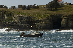 Flock of gulls swarms fishing boat navigating channel between Tatoosh Island Flock of gulls swarms fishing boat navigating channel between Tatoosh Island