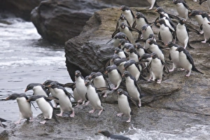 Eudyptes Chrysocome Gallery: A flock of Rockhopper penguins hop out of the surf together as they arrive at their