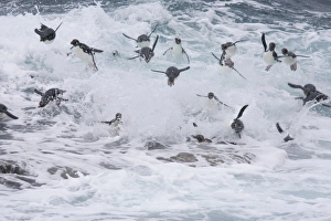 Eudyptes Chrysocome Gallery: A flock of Rockhopper penguins launch out of the surf together as they arrive at